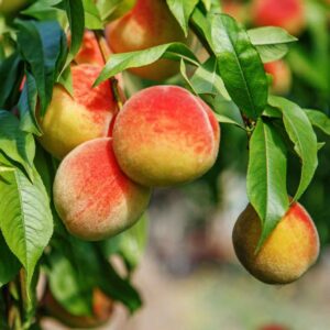 Peach & Nectarine