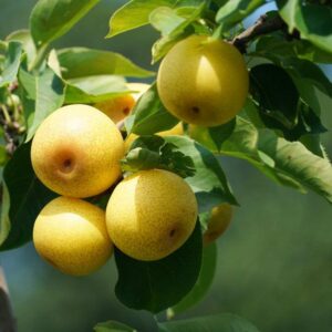 Pear