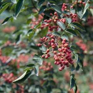 Peppercorn Plants