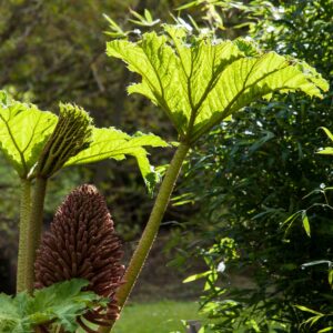 Perennial Greens