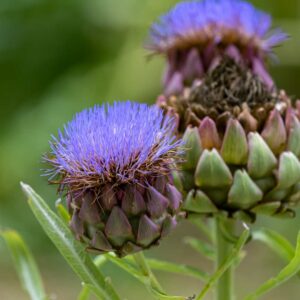 Perennial Vegetables