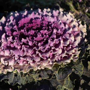 Perennial Kale