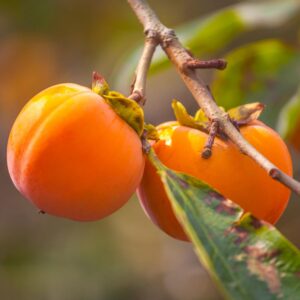 Persimmon