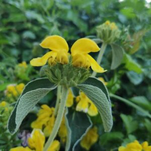 Phlomis