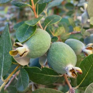 Pineapple Guava