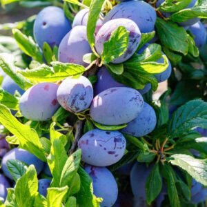 Plum