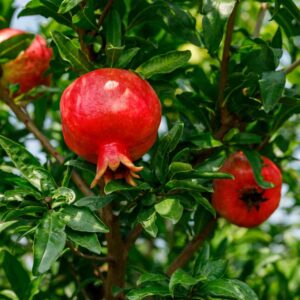 Pomegranate