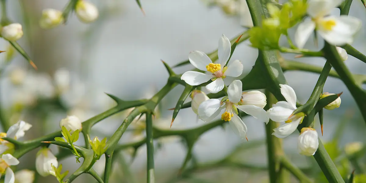 Protecting Tender Plants