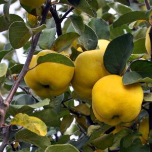 Quince, Fruiting