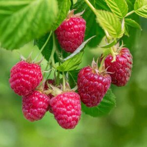Raspberries