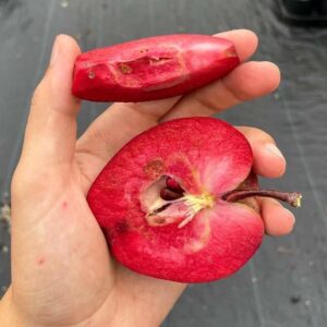 Red Flesh Apple