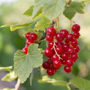 Pink & Red Currants