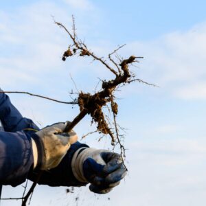 Rootstock