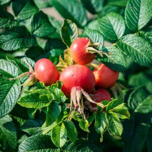 Rose, Fruiting