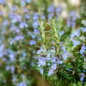 Rosemary
