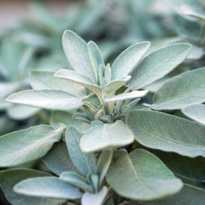 Sage