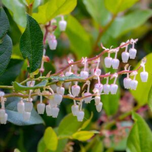 Salal