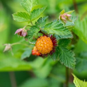 Salmonberry