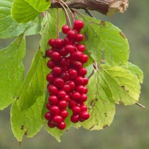 Schisandra Vine