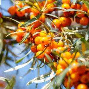 Sea Berries-Sea Buckthorns