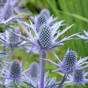 Sea Holly