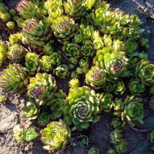 Sempervivum & Sedum