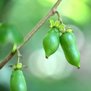 Silver Vine Kiwi