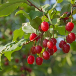 Silverberry