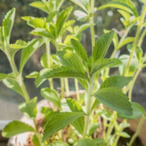 Stevia