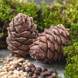 Stone Pine