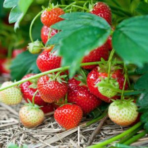 Strawberry