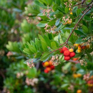 Strawberry Tree