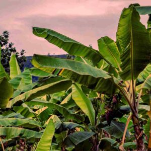 Subtropical Fruits