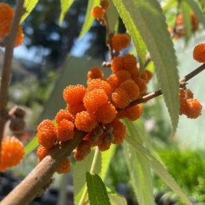 Suhosine Mulberry