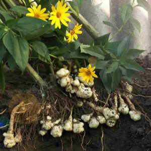 Sunchoke