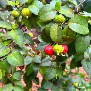 Surinam Cherry