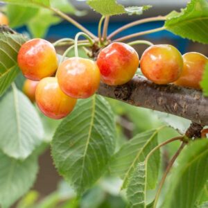 Sweet Cherries