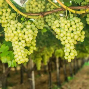 Table Grapes