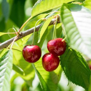 Tart Cherries