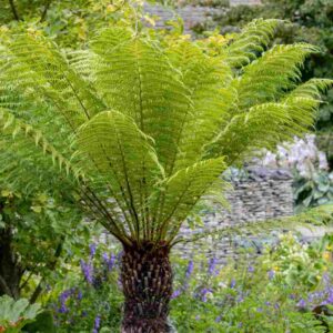 Tasmanian Tree Fern