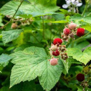 Thimbleberry