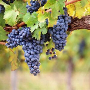 Vines