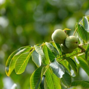 Walnut