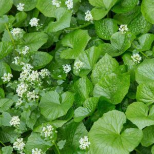 Wasabi