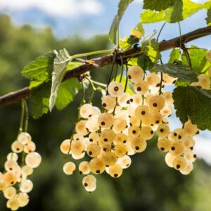 White Currants