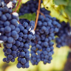 Wine Grapes
