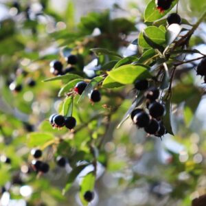 Wineberry