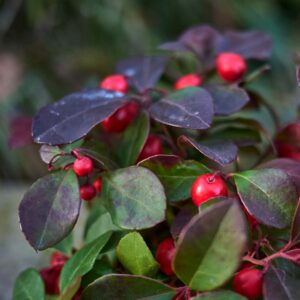 Wintergreen