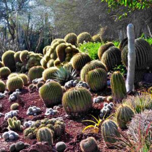 Xeriscape