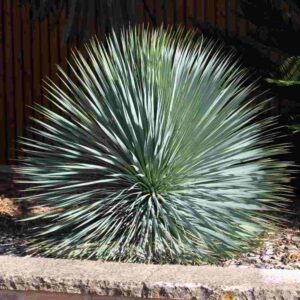 Yucca